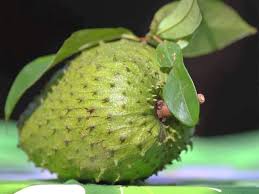Rasaya kelat mcm makan daun mentah tapi khasiatnya sungguh baik. Punyalah Banyak Khasiat Air Rebusan Daun Durian Belanda Ni Antaranya Boleh Ubati Kanser Mingguan Wanita
