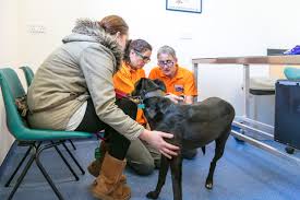 A vaccination clinic is not a substitute for proper veterinary care. Meet The Faces Of Milford Waterfront All Pets Vet Care