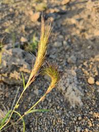 Image result for Aristida congesta