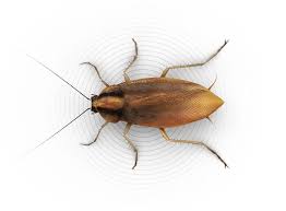 Small Roaches How To Get Rid Of German Roaches Raid Bug Basics