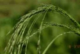 Image result for Eragrostis tef