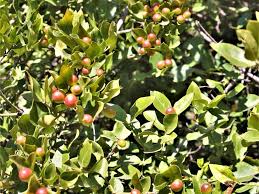 Image result for Carissa spinarum