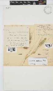 Image result for Elytrophorus globularis