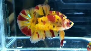 Penyakit dan pengobatan pada ikan cupang; Ikan Cupang Nemo Yellow Base Banana Youtube
