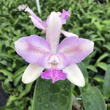 Image result for Eulophia calantha