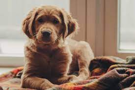 We strive to follow the code of ethics set by the golden retriever club of america. Golden Retriever Breeders In Maine Reviewed Breeder Review