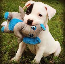 makes me smile puppy dog pets animals yavru kopek pitbull kopek