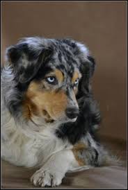 Yara Yarrindi Australian Shepherds Australian Shepherd Dogs Australian Shepherd Aussie Dogs