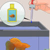 This is highly stressful for bettas and often leads to serious health problems and a much shorter lifespan. Https Encrypted Tbn0 Gstatic Com Images Q Tbn And9gctu8iekf1wzo37c0vnhu0c7vorriaw7 W6yugprcf0cvsxaackh Usqp Cau