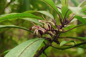 Image result for Maerua parvifolia