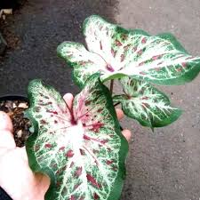 Jual Tanaman Keladi Wayang Tanaman Hias Keladi Keladi Batik Kab Bogor Ciptaindahtaman Tokopedia