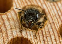 Really the best answer to this question is do nothing and leave the bumblebees to nest in peace! Getting Rid Of Wood Bees The Tree Center