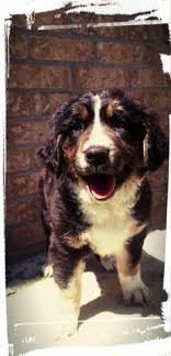 Bernedoodle puppies immediately available pa. Mini Toy Bernedoodle Puppies Available Tri Color For Sale In Erie Pennsylvania Classified Americanlisted Com