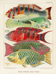 Great Barrier Reef Fishes From The Great Barrier Reef Of Australia 1893 By William Saville Kent 1845 1908 Dig Tropical Fish Art Fish Art Fish Illustration