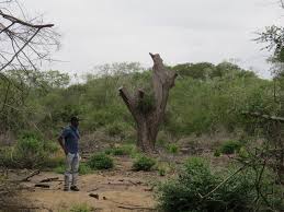 Image result for Newtonia hildebrandtii