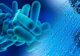 Legionella are waterborne bacteria that can proliferate under favourable conditions (temperatures between 25 and 50° celsius) in drinking water installations in buildings or in. Legionella Testing And Inspection Mse Environmental