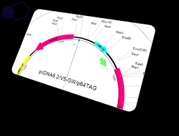 Browse the user profile and get inspired. Bioinformatics Software For Life Science Dnastar Lasergene