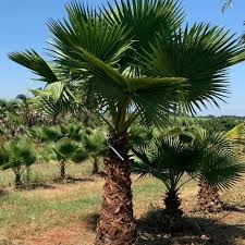 Image result for Washingtonia filifera