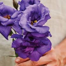 Image result for eustoma Balboa