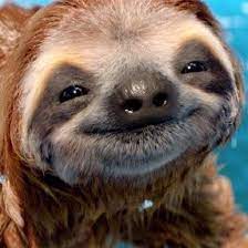 This is from our 10 most adorable baby sloth. 15 Adorable Sloths Here To Remind You To Slow Down And Enjoy Life Cute Baby Sloths Cute Animals Baby Animals Funny