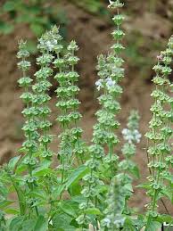 Image result for Ocimum urundense