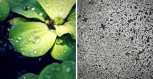 We did not find results for: How To Remove Duckweed And Restore Your Beautiful Pond