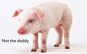 No Humans Are Not Chimp Pig Hybrids Pig Wallpaper Pig Pictures Pig Png