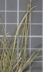 Image result for Microchloa