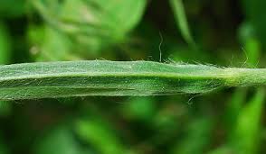 Image result for Agrostemma githago