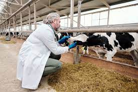 How To Become An Animal Control Worker