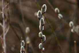 Pierwotnie barki poruszały się z prądem rzeki a pod prąd były holowane przez ludzi lub zwierzęta pociągowe, które poruszały się po specjalnej drodze wzdłuż rzeki. Barka Willow Blume Blumen Kostenloses Foto Auf Pixabay