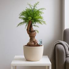 Image result for Araucaria cunninghamii