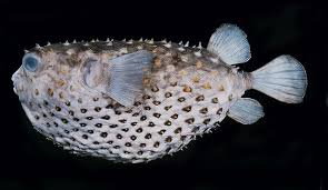 Gambar ikan sepat rawa, siam, mutiara, biru, terbe. Muaqriana Ù…ÙˆØ§Ù‚Ø±ÙŠØ§Ù†Ø§ On Twitter Bahan Bacaan Lanjutan Yang Disyorkan Mohsin And Mohd Marine Fishes Amp Fisheries Of Malaysia And Neighbouring Countries Serdang Universiti Pertanian Malaysia Press 1996 Mohsin And Mohd Ikan