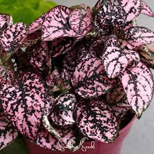 Image result for Hypoestes cancellata