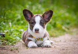 Don't miss what's happening in your neighborhood. Cardigan Welsh Corgi Puppies For Sale Akc Puppyfinder