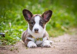 By following puppies corgi puppies for adoption corgi puppies for sale miniature corgi cute corgi puppy puppies for we strive for quality at champion corgi pups home, to produce. Cardigan Welsh Corgi Puppies For Sale Akc Puppyfinder