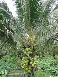 Address, dongjiao coconut plantation reviews: Archive Malaysian Dwarf Coconut Seedlings For Sale In Kumasi Metropolitan Feeds Supplements Seeds Cyroc Jiji Com Gh