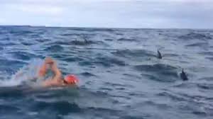 dolphins protect swimmer from shark