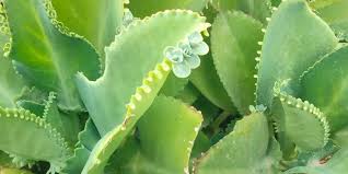 Image result for Kalanchoe pinnata