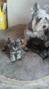 Buy & sell cars, trucks, boats, rvs, motorcycles, trailers, auto parts. Mini Schnauzer Puppy I Bought Off Of Craigslist Sorry For Blurry Photo Schnauzers