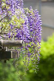 Wisteria Lavender Purple Green Wisteria Tree Wisteria Purple Wisteria