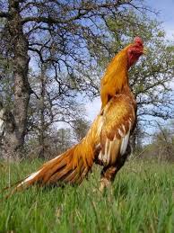 Photo Contest The Ultimate Fowl Blog Chickens Backyard Beautiful Chickens Fancy Chickens