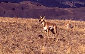 Yellowstone's Photo Collection