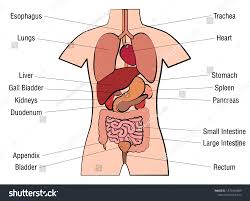 Image result for internal organs