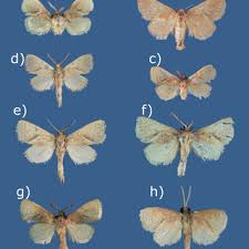 Image result for Peddiea fischeri