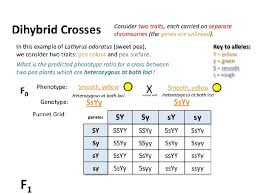 Chapter 10 dihybrid cross worksheet answer key. 10 2 Dihybrid Cross Vocabulary Dihybrid Crosses Involve Two Genes Which Control Two Characteristics There Are Complications Of These Patterns As Illustrated Ppt Download