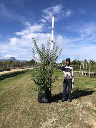 Image result for Brachylaena discolor