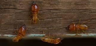 Get answers from enco pest control staff and past visitors. Cal Valley Termite Sutter Yuba City Ca Wood Destroying Organism Control