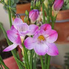Freesia Single Pink 15 Flower Bulbs Single Flower Form Walmart Com Walmart Com