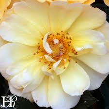 We did not find results for: Heirloom Roses Heirloomroses Twitter